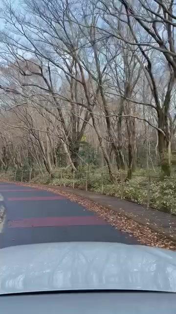 제주 단풍